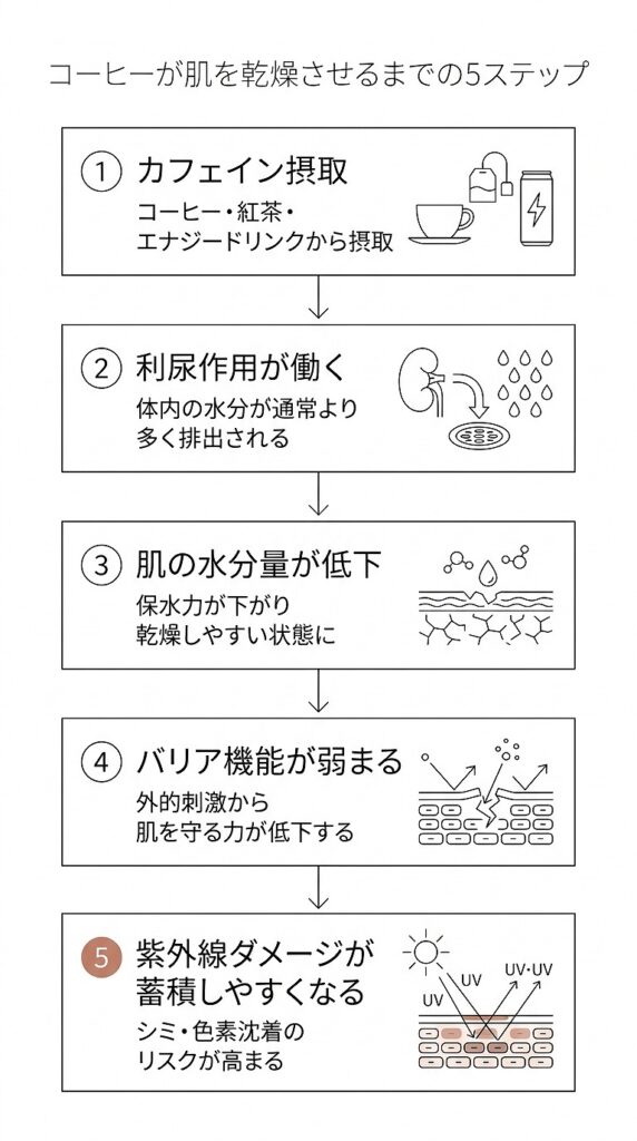 カフェイン摂取→利尿作用→肌の水分低下→バリア機能低下→紫外線ダメージを受けやすくなる、という因果フロー図