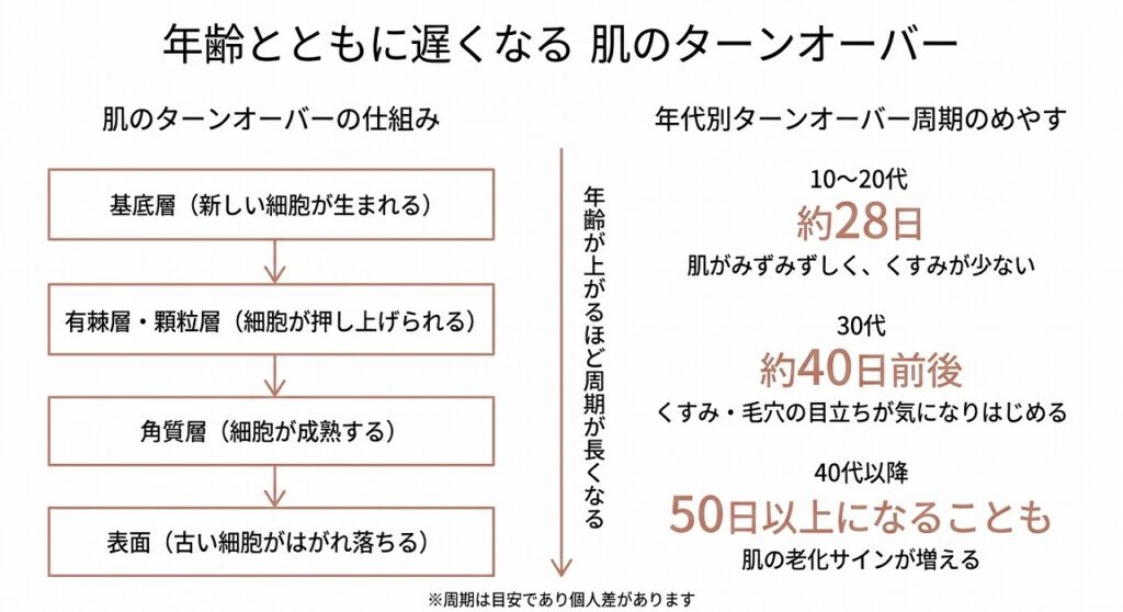 ターンオーバーのサイクル（28日→加齢で延長）を視覚化したフロー図。基底層→有棘層→顆粒層→角質層→はがれ落ちる流れと、年代別のおおよそのサイクル長を並べる。