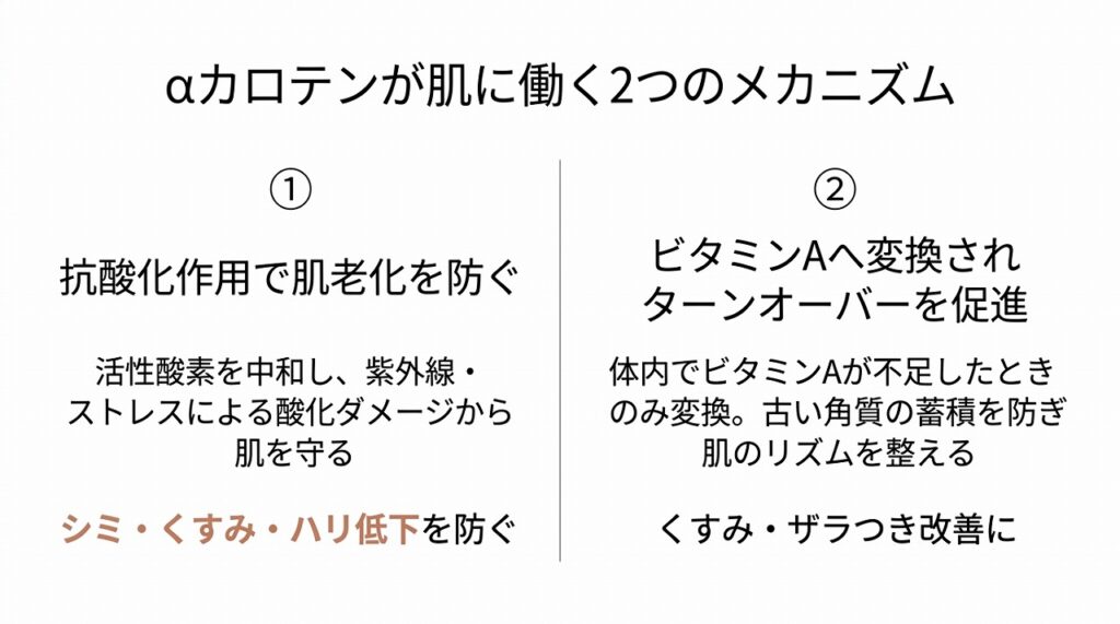 αカロテンの2つの働き（抗酸化作用でシミ・くすみ防止 ／ ビタミンA変換でターンオーバー促進）を図解