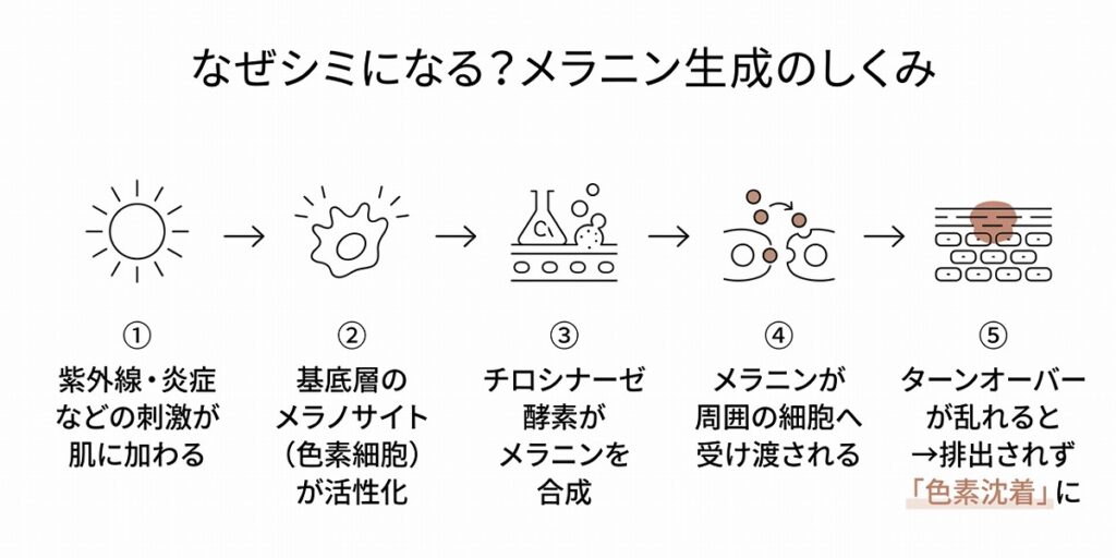 紫外線刺激→メラノサイト活性化→チロシナーゼ→メラニン合成→ターンオーバーで排出（乱れると蓄積）の流れ