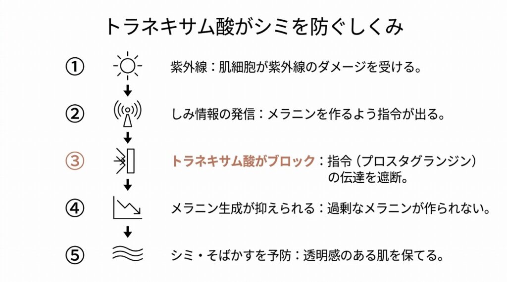紫外線→しみ情報の伝達→メラニン生成→シミという流れと、トラネキサム酸がどこに働きかけるかを図示する