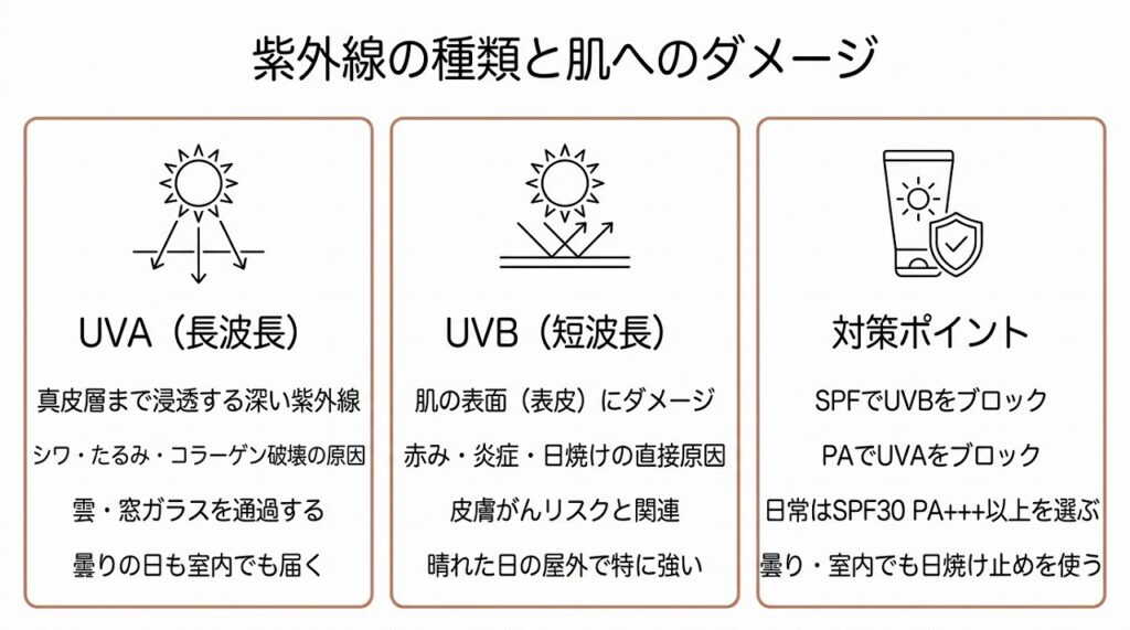 UVAとUVBが肌のどの層にどう影響するかを比較した図
