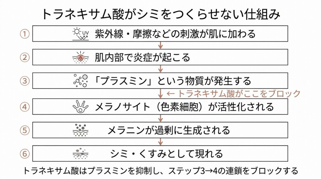 トラネキサム酸がメラニン生成をブロックするプロセス（紫外線→炎症→プラスミン→メラノサイト活性化→メラニン生成 の流れと、どこをトラネキサム酸がブロックするか）