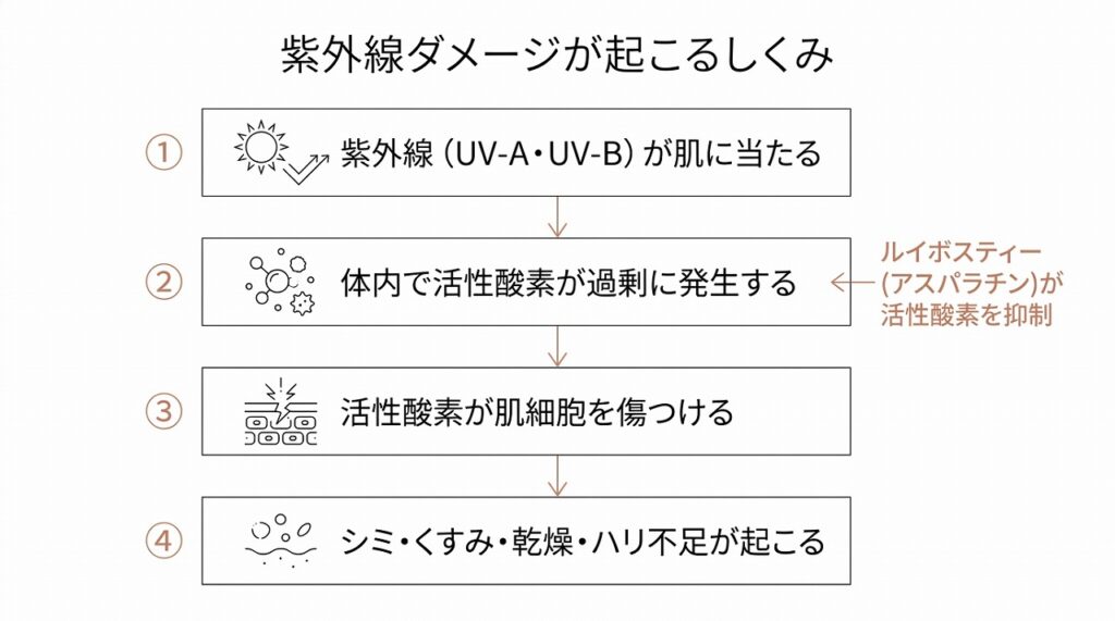 紫外線→活性酸素発生→肌ダメージ（シミ・くすみ・乾燥）の流れと、ルイボスティーの抗酸化成分が活性酸素を抑えるという構造