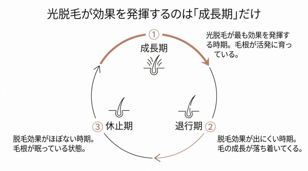 成長期・退行期・休止期の3段階の毛周期サイクルと、光脱毛が有効なタイミング