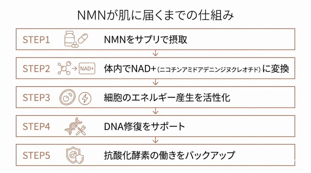 NMN → NAD+ → 細胞の働き（エネルギー産生・DNA修復・抗酸化）という変換フローを図で示す