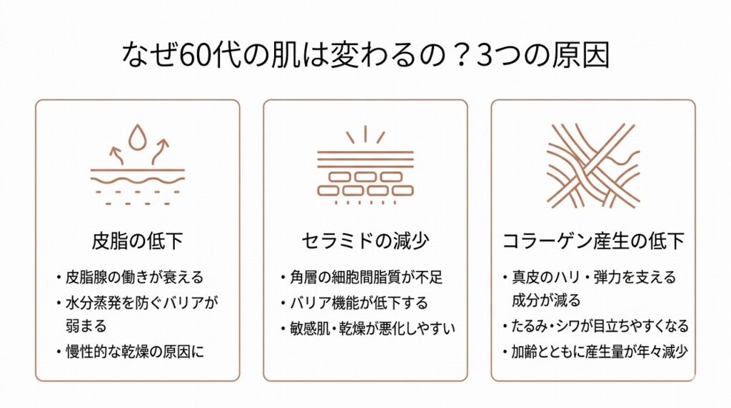 60代の肌で起きる3つの変化(皮脂低下・セラミド減少・コラーゲン産生低下)を視覚化