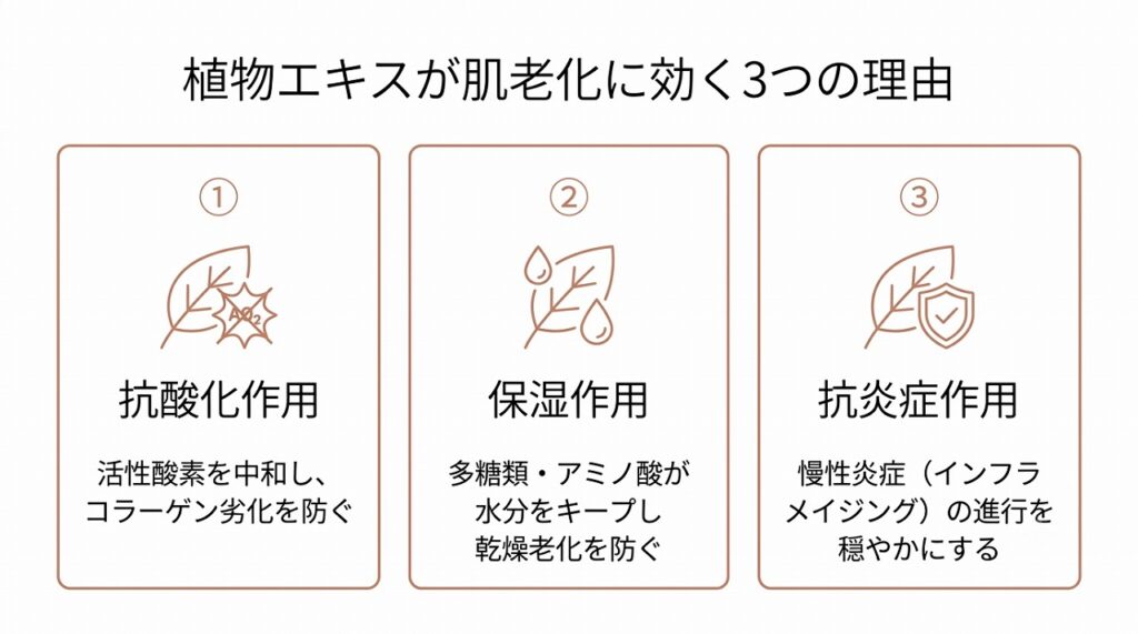 植物エキスの3つの作用(抗酸化・保湿・抗炎症)を横並びカードで表現